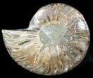Agatized Ammonite Fossil (Half) #46530-1